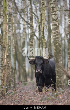 Aurox. Bos taurus primigenius. Stockfoto