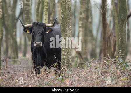 Aurox. Bos taurus primigenius. Stockfoto