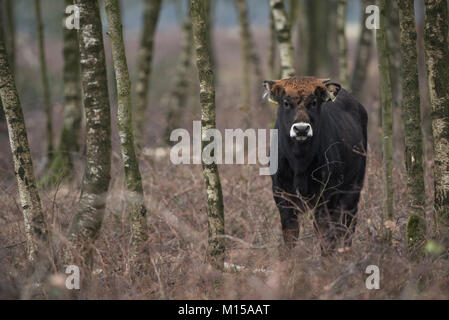 Aurox. Bos taurus primigenius. Stockfoto