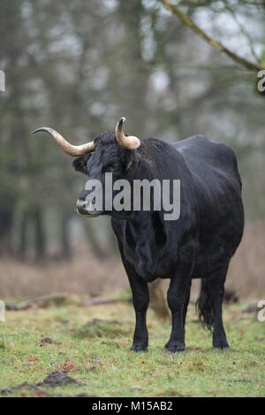 Aurox. Bos taurus primigenius. Stockfoto