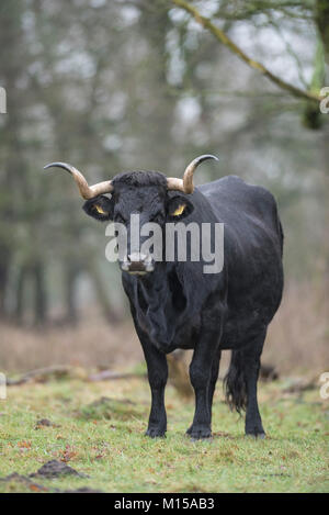 Aurox. Bos taurus primigenius. Stockfoto