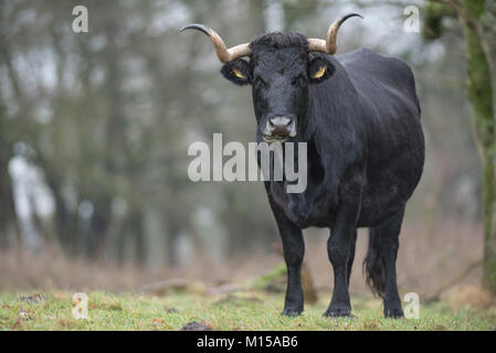 Aurox. Bos taurus primigenius. Stockfoto