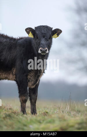 Aurox. Bos taurus primigenius. Stockfoto