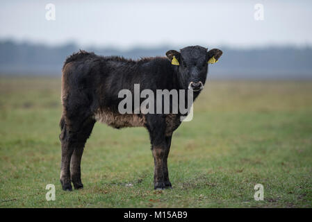 Aurox. Bos taurus primigenius. Stockfoto