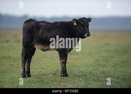 Aurox. Bos taurus primigenius. Stockfoto
