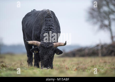 Aurox. Bos taurus primigenius. Stockfoto