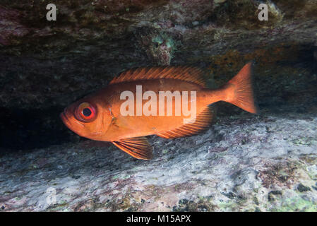 Atlantischem Großaugenthun (Priacanthus cruentatus) von SE Brasilien Stockfoto