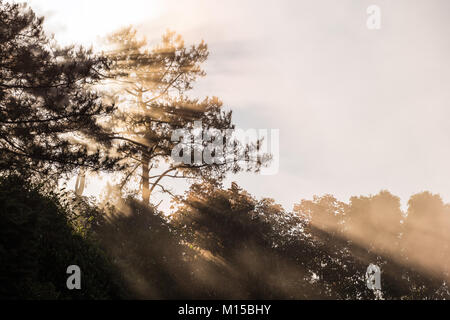 Morgen Szene von Sonnenlicht durch silhouetted Kiefer in nebligen tropischen Wald von Thailand mit hellen Himmel während der Wintersaison. Stockfoto