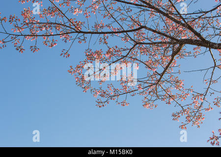 Rosa Blumen auf Zweig der Wilden Himalayan Kirschbaum mit blauen Himmel. Diese rosa Blume namens Thailand sakura blühen im Winter. Stockfoto