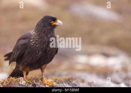 Südlicher Karakara (Phalcoboenus Australis), Falkland Inseln. Stockfoto