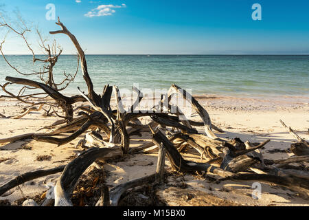 Getrocknete Zweige am Strand von Cayo Jutias in der Nähe von Vinales (Kuba) Stockfoto