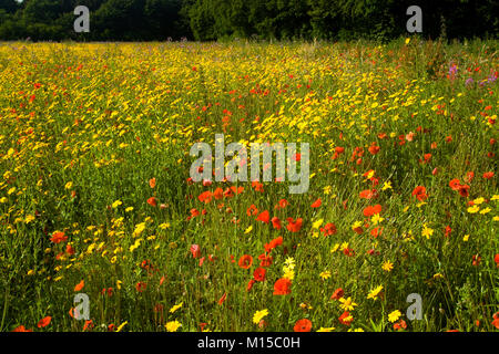 Mohnblumen und Mais Ringelblumen in eine Wilde Blumenwiese Stockfoto