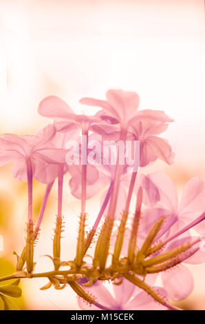 Soft pink flower haze Effekt Stockfoto