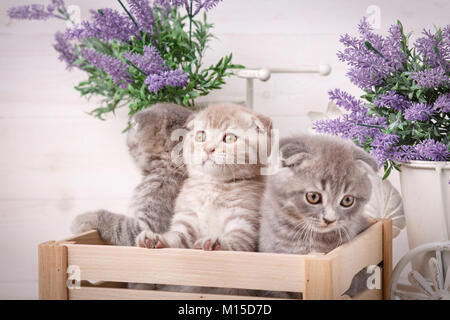 Ein Triple des Schottischen Kätzchen in einer Holzkiste. Lavendelblüten im Hintergrund Stockfoto