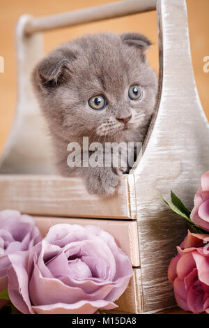 Grau Scottish Fold Kitten portrait. Das Kätzchen sieht aus der Verpackung. Blumen Dekor. Katze zu Hause. Stockfoto