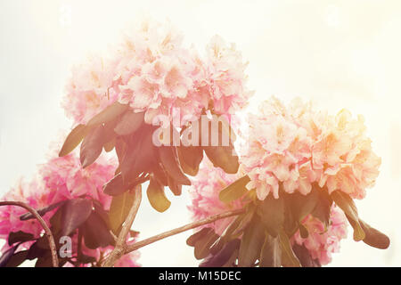 Nahaufnahme von einem lila Rhododendron Blüte im Sonnenlicht Stockfoto