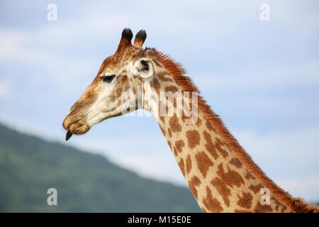 Kopf und Hals schoß der erwachsene Giraffe mit seiner Zunge heraus genommen gegen den blauen Himmel. Stockfoto