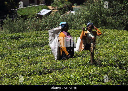 Teeplantage Nuwara Eliya Hill Country zentrale Provinz Sri Lanka Teepflückerinnen Stockfoto