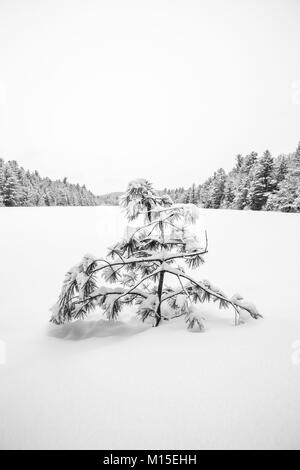 Ein kleiner Baum am Rande eines verschneiten Teich in New-Hampshire Kiefer. Stockfoto