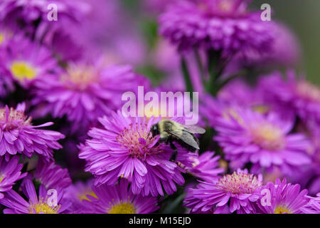 Aster Bee Bestäubt Violette Gänseblümchen Stockfoto