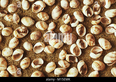 Seashell Sammlung auf Sand. Von oben nach unten anzeigen. Stockfoto