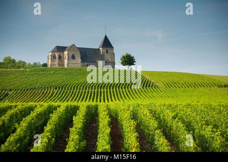 Reihen von Chardonnay Reben Champagne Weinberg in der Nähe von Reims mit Kirche auf einem Hügel. Stockfoto