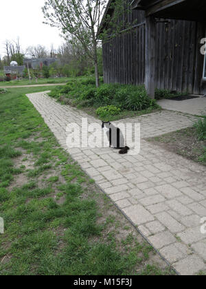 Bauernhof Katze sitzt auf dem Weg außerhalb der Scheune in die Kamera schaut Stockfoto