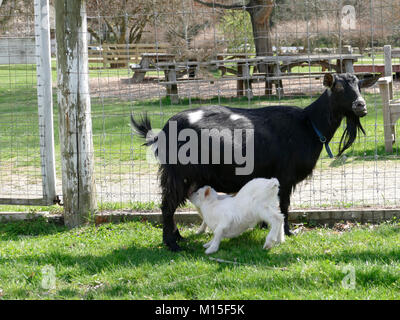 Mutter feeding Baby Ziege in der Farm Stockfoto