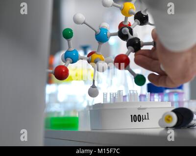 MODEL RELEASED. Chemie Forschung. Forscher entwerfen eine chemische Formel mit einem molekularen Modell im Labor. Stockfoto