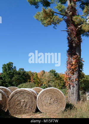 Aufgerollte Heu außerhalb neben einem Baum Stockfoto