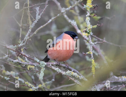 Gimpel, Pyrrhula pyrrhula, in einem Wald, winter Stockfoto