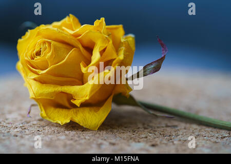 Trockene Rose auf Hintergrund schäbig Holzbohlen Stockfoto