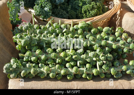Rosenkohl am Bedienhebel in Farmer's Market Stockfoto