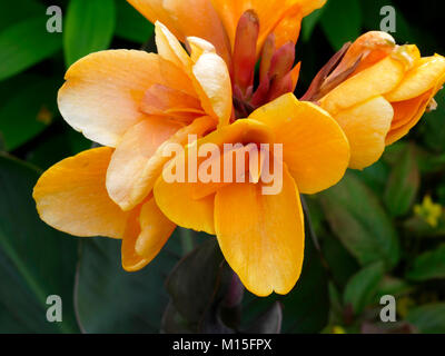 Nahaufnahme Orange Canna Lily Stockfoto