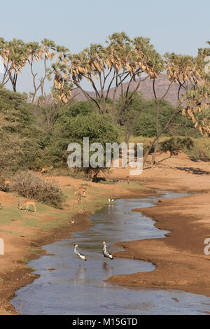 Die Vielfalt der Tierwelt zu sehen in diesem Buffalo Springs Landschaft sein. Stockfoto