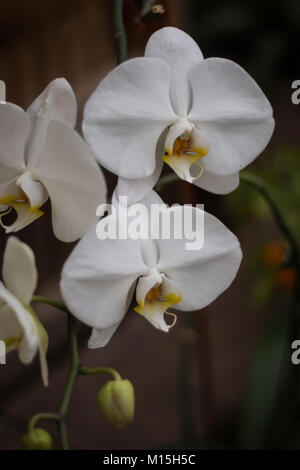 White Moth Orchid Latin' Phalaenopsis' Phal Orchideen Stockfoto