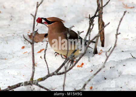 Eine individuelle Cedar Waxwing aus einer Herde, die bis im März zeigte auf meine Zier crabapple Bäume zu füttern. Stockfoto