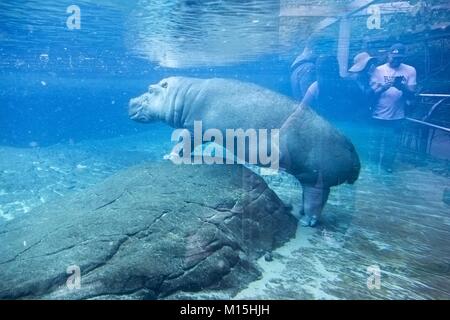 Menschen beobachten Große Flusspferd Hippopotamus amphibius semiaquatic Säugetier beheimatet in Afrika südlich der Sahara unter Wasser San Diego Zoo Tier Lebensraum Gehäuse Stockfoto