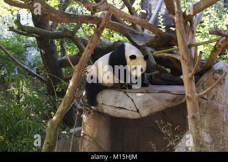 Giant Panda (Ailuropoda melanoleuca) Schwarzer und Weißer Bär Felsklettern im Animal Habitat Enclosure im weltberühmten San Diego Zoo, Kalifornien, USA Stockfoto