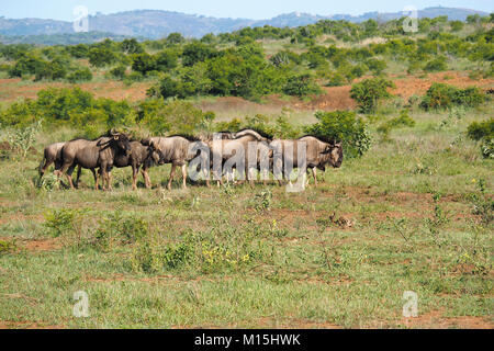 Kleine Gruppe von Blauen Wildebeest (Connochaetes taurinus) auf dem Veld in Simbabwe, Afrika Stockfoto