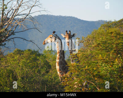 Paar Giraffen (Giraffa Camelopardalis) unter Bäumen in Simbabwe Stockfoto