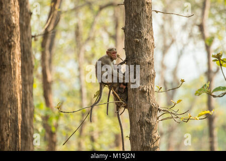 Eine Motorhaube macaque ruht auf einem Baum mit ihrem Kind in Bandipur National Park, Karnataka, Indien Stockfoto