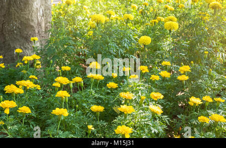 Schöne gelbe Sammetblume (Tagetes) im Garten. Stockfoto