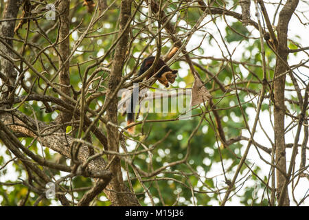 Die indische Riese Eichhörnchen, oder Malabar Riese Eichhörnchen, Fütterung auf einem Baum oben in Nagarhole Nationalpark, Karnataka, Indien Stockfoto