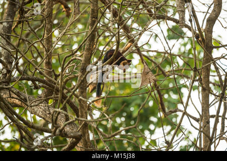 Die indische Riese Eichhörnchen, oder Malabar Riese Eichhörnchen, Fütterung auf einem Baum oben in Nagarhole Nationalpark, Karnataka, Indien Stockfoto