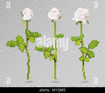 Realistische Vektor weiße Rose gesetzt. Drei 3d-Rosen auf transparenten Hintergrund. Realistische blumen Vektor Sammlung Stock Vektor