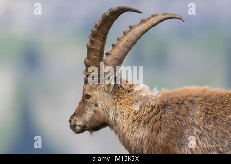 Detaillierte Seitenansicht portrait männlichen natürlichen Steinbock Steinbock Stockfoto