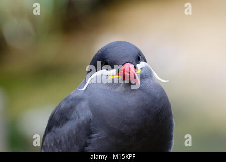 Leiter der Inca tern mit Vorderansicht Stockfoto