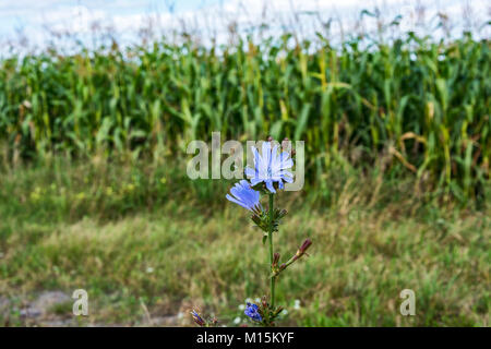 Auf unscharfen Hintergrund von einem Maisfeld wachsenden Blau blühenden Chicorée Stockfoto