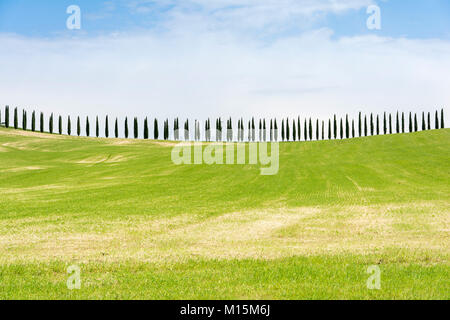 Klassische toskanische Panorama mit Hügeln und Zypressen an einem sonnigen Tag Stockfoto